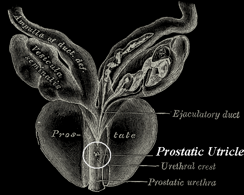 Prostatic Utricle (from Gray's Anatomy)